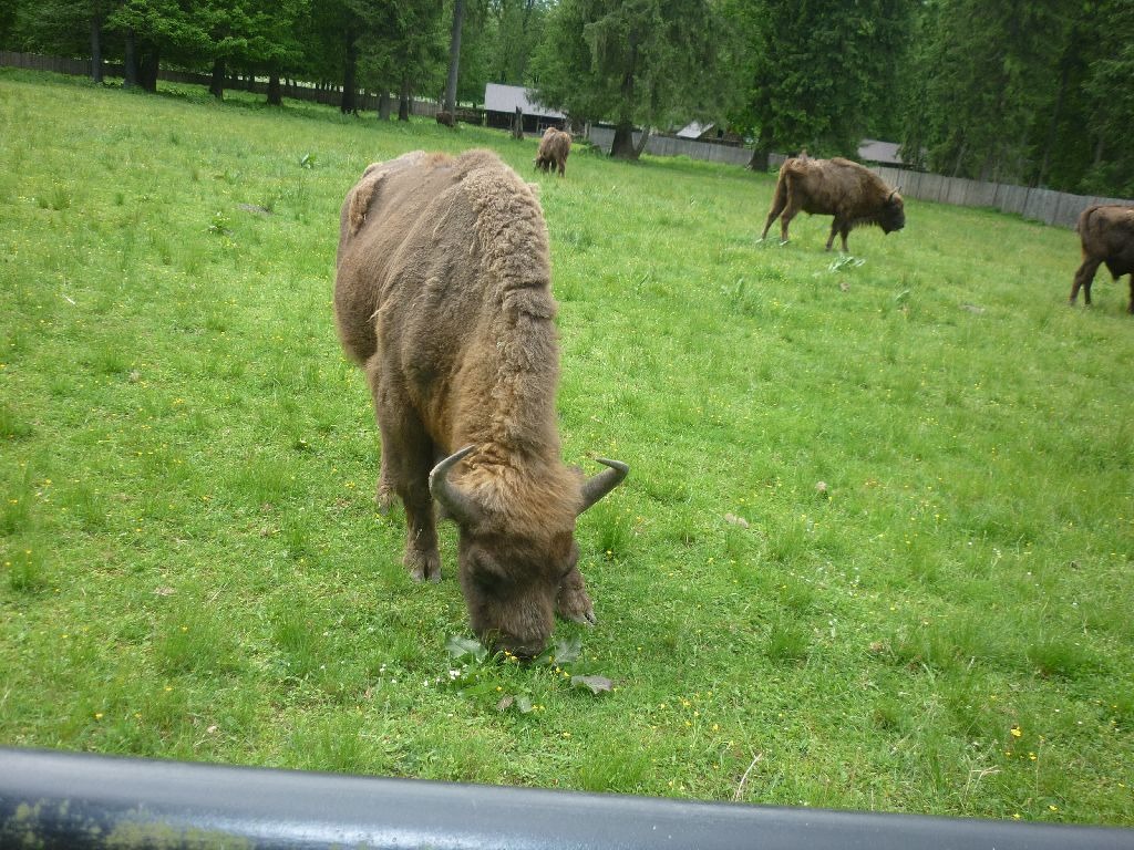 Zdjęcie